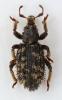 Dichotrachelus sp.